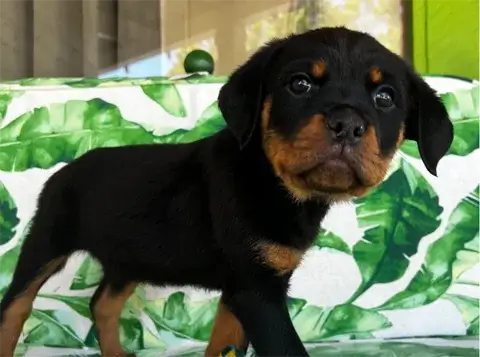 Gryffon - AKC Rottweiler