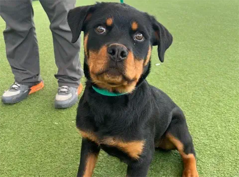 Gwennie - AKC Rottweiler