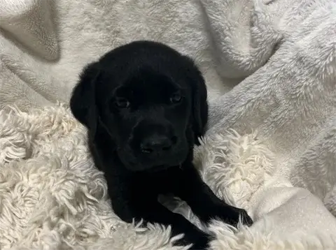 Harry - Labrador Retriever