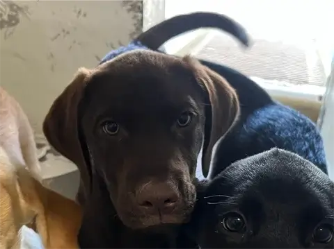Hershey - Labrador Retriever