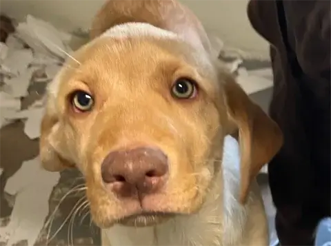 Honey - Labrador Retriever