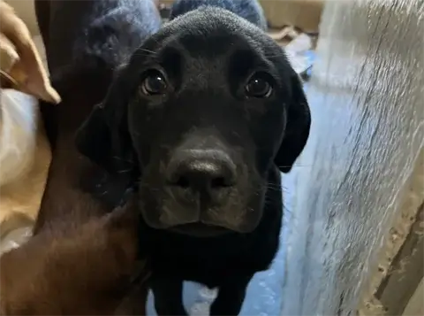 Hudson - Labrador Retriever