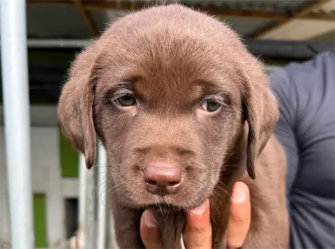 Ike-Labrador-Retriever