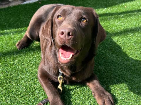 Inoko - Labrador Retriever