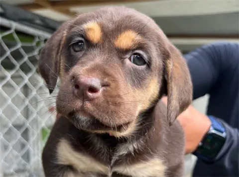 Iris-Labrador-Retriever