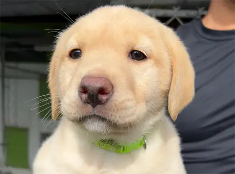 Ironman-Labrador-Retriever