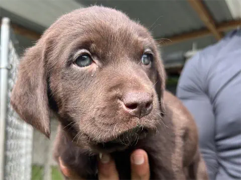 Ivy - Labrador Retriever