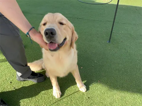 Jack-Golden-Retriever