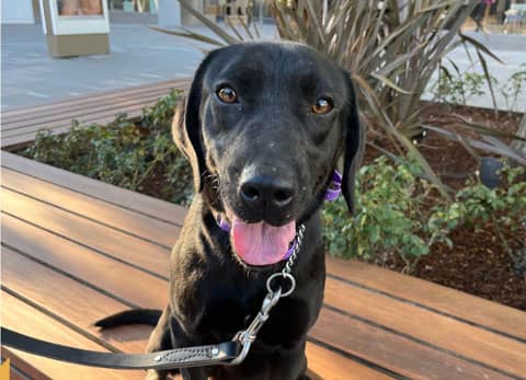 Jane - Labrador Retriever