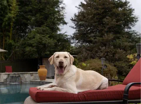 Jax - Labrador Retriever