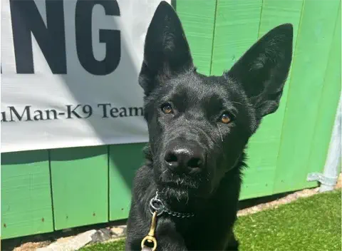 Jinx - German Shepherd