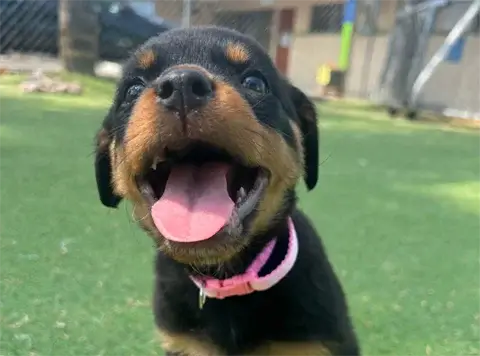 Kahlani - Rottweiler