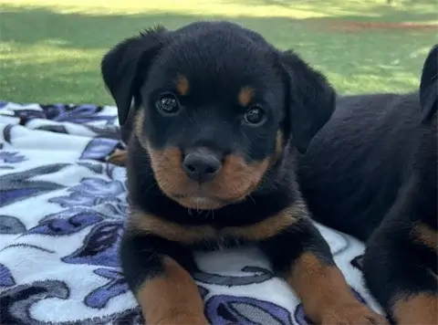 Kaido - Rottweiler
