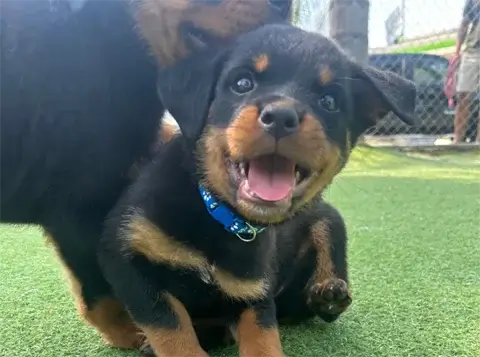 Kaity - Rottweiler