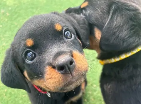Kara - Rottweiler