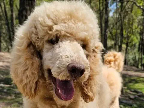 Kuma - Standard Poodle