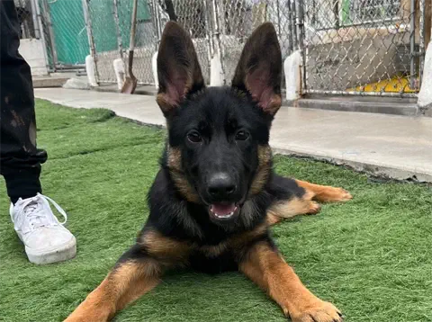 Lady - German Shepherd