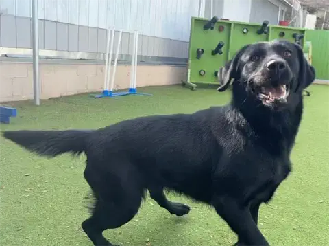 Lillie - Labrador Retriever