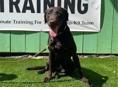 Lola - Labrador Retriever