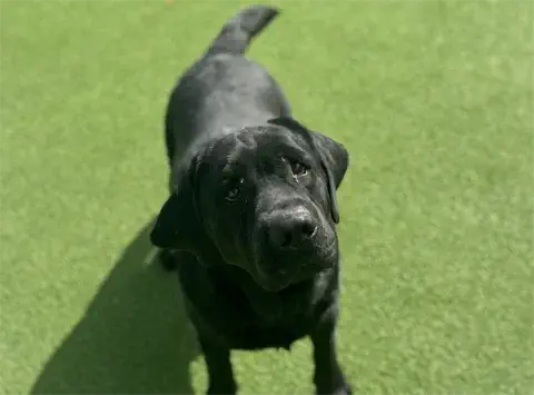 Luka - English Black Labrador