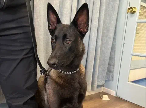 Lulu - Belgian Malinois