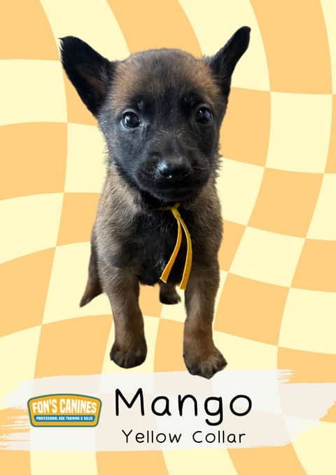 Mango