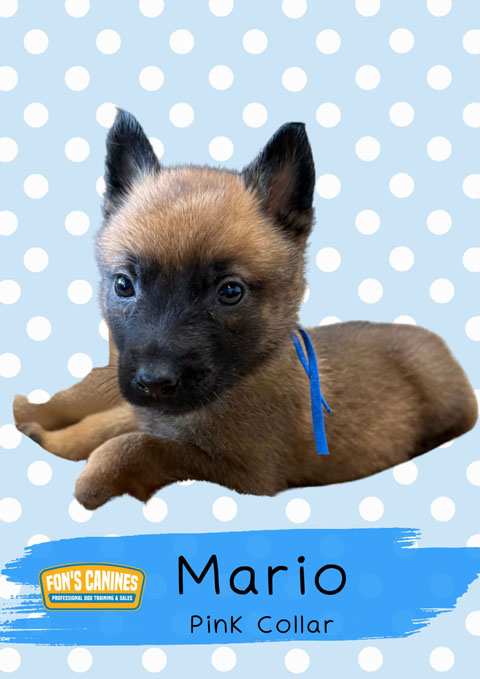 Mario