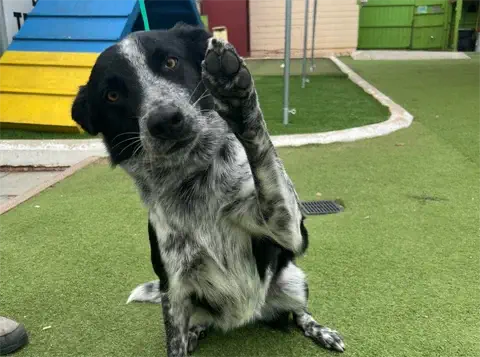 Matcha - Australian Cattle Dog