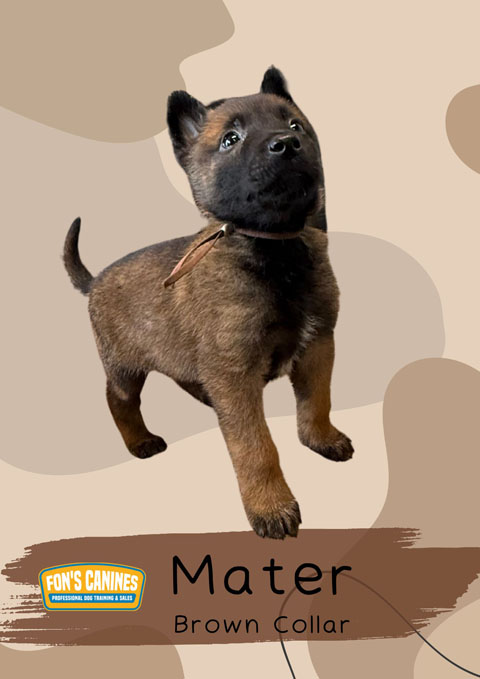 Mater