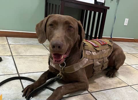Milo - Labrador Pointer