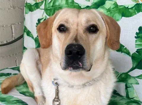 Mogli - Labrador Retriever