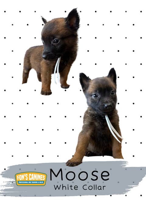 Moose-2