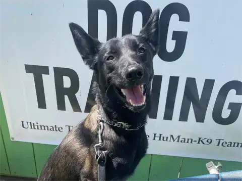 Nova - Belgian Malinois