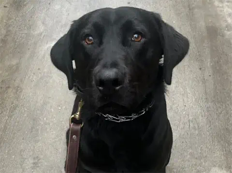 Parker - Labrador Retriever