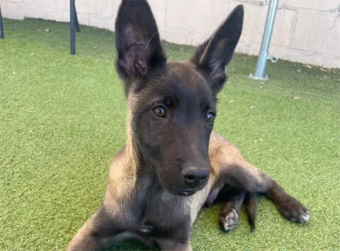 Rex - Belgian Malinois