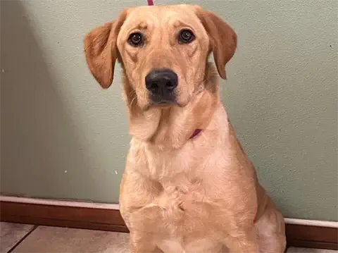 Roberta - Labrador Retriever