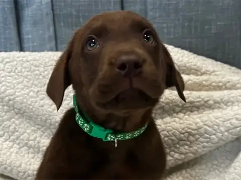 Rocky - Chocolate Labrador