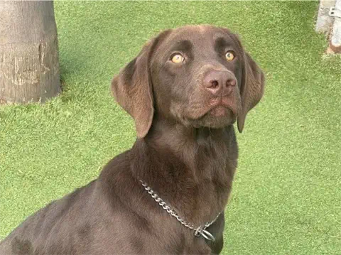 Rocky - Labrador Retriever