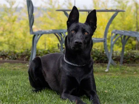 Simba - Belgian Malinois