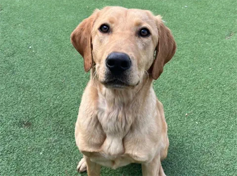 Summer - Red Fox Labrador