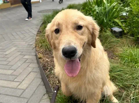 TJ - Golden Retriever