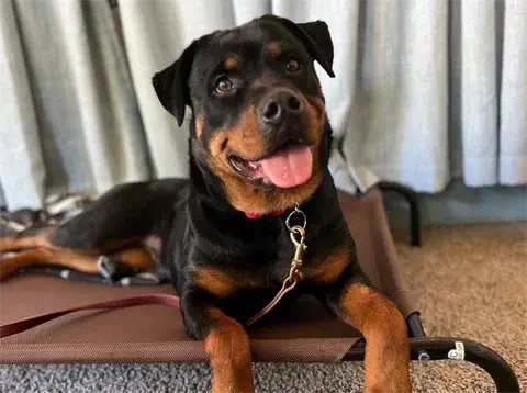 Tala - Rottweiler