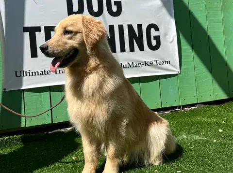 Teddy - Golden Retriever