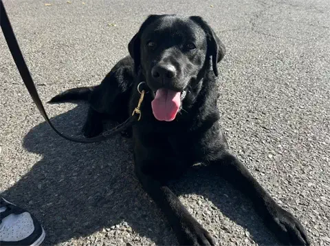 Uno - Labrador Retriever
