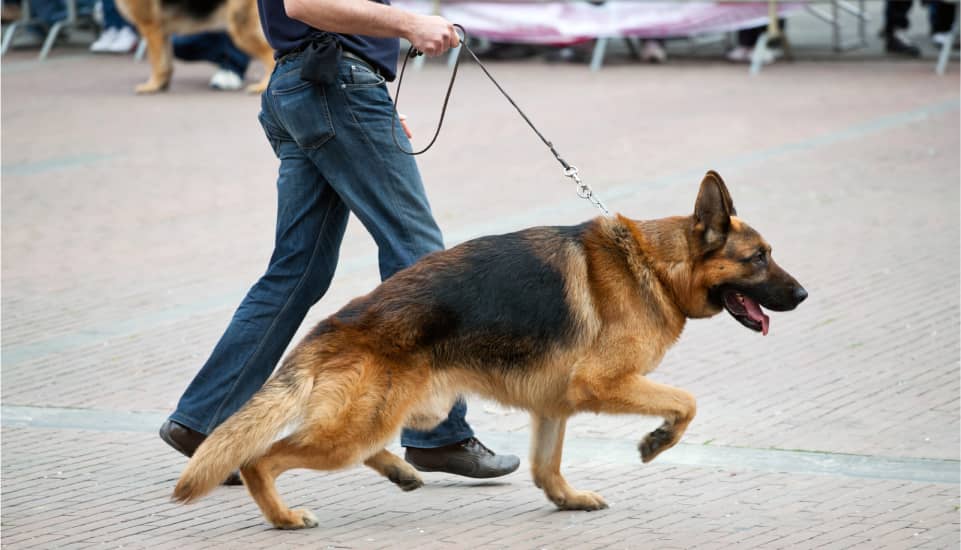 hero - Does Your Dog Need a Training Refresh_