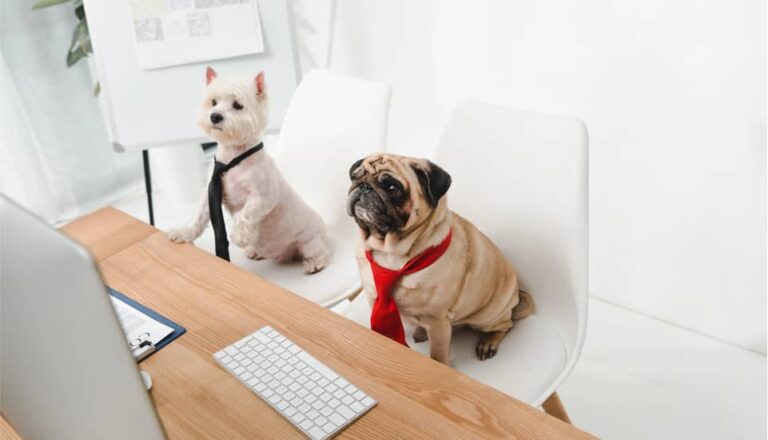 hero - The Effects of Emotional Support Dogs in the Workplace