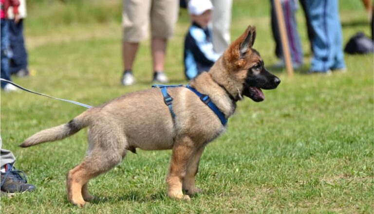 hero - What to Expect from Puppy Training