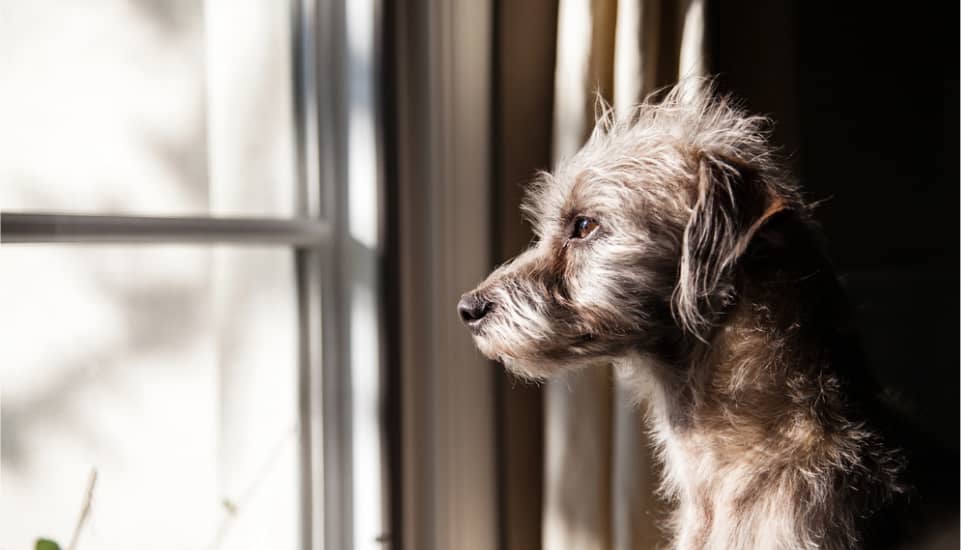 hero - terrier-crossbreed-dog-looking-out-a-window