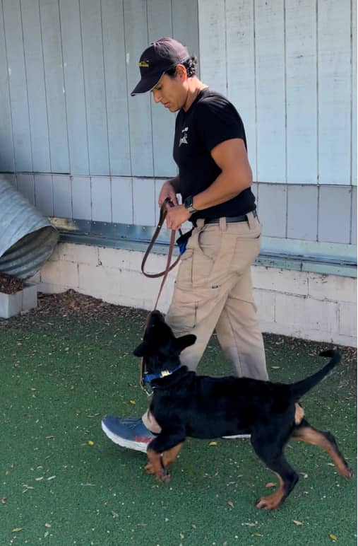 img - Fon's Dog Training Payment Policy for Pre-Trained Dogs and Puppies