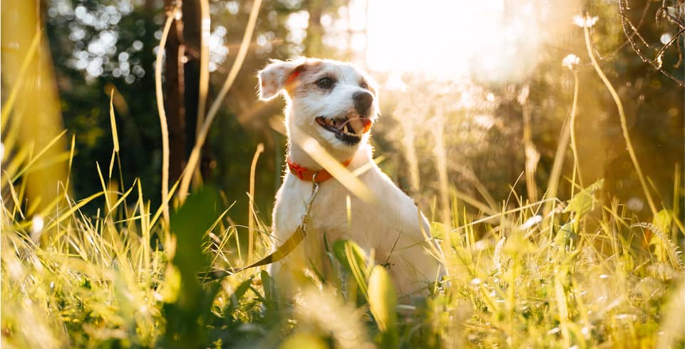 img - adorable-little-dog-jack-russell-terrier-sits-on-green-grass-outdoors